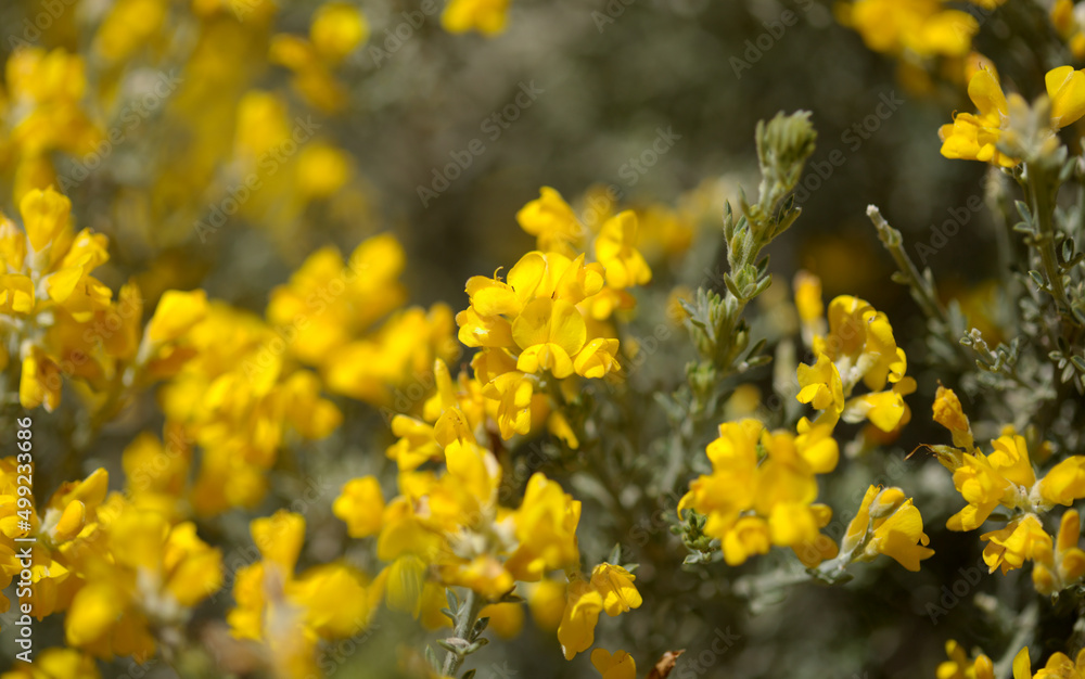 Obraz premium Flora of Gran Canaria - bright yellow flowers of Teline microphylla, broom species endemic to the island, natural macro floral background