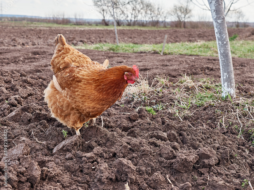 Fototapeta premium The chicken feeds on worms on freshly plowed land.