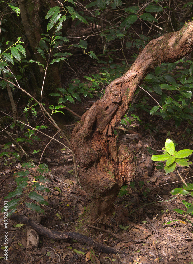 Fototapeta premium Tenerife, tangled and dark forests of Anaga rural park in the north east part of the island