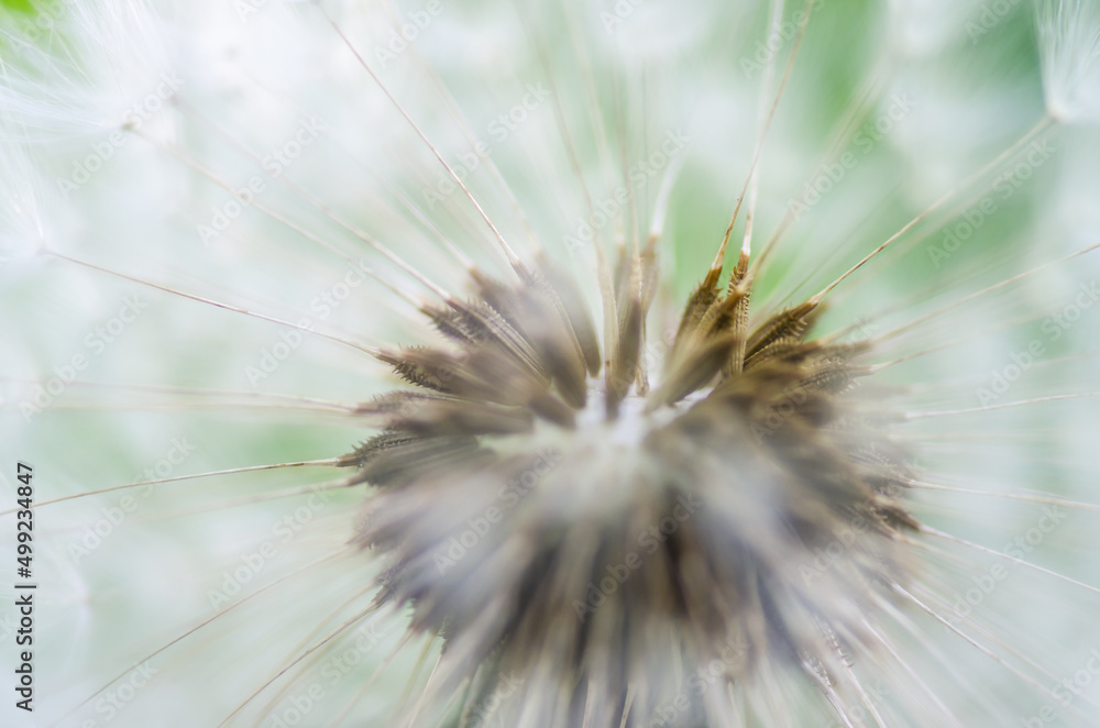 Dandelion flower. Dandelion flower on green blur background. Macro closeup. 