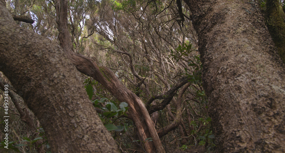 Obraz premium Tenerife, tangled and dark forests of Anaga rural park in the north east part of the island