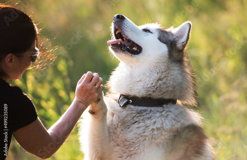 Cute happy Alaskan malamut dog high five to his owner girl and holding his paw in her hand with summer field background photo