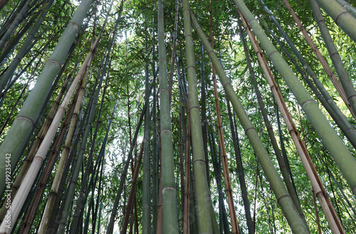 iforest of tall canes of bamboo plants with leaves that are the favorite food of pandas
