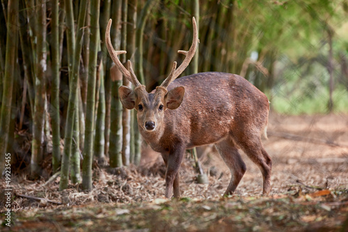 Canvas Print Deer in national park name Hog deer, brow antlered deer