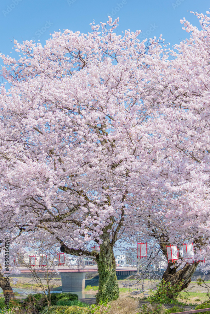 Fototapeta premium 大きな桜