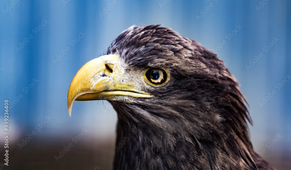 Closeup portrait of beautiful golden eagle on blue blurred background Closeup portrait of beautiful golden eagle on blue blurred background