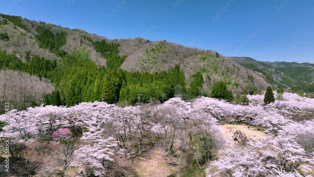 大野ダム満開の桜と美しいダム湖をドローンで空撮 大野ダム満開の桜と美しいダム湖をドローンで空撮