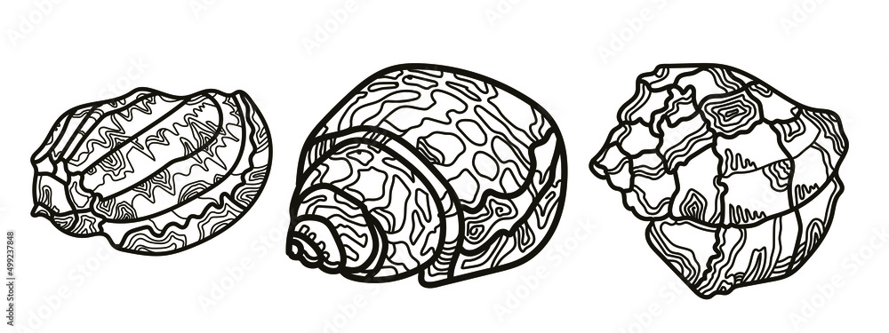 Fototapeta premium Sea shells, linear image. Vector drawing, background, design, printing.