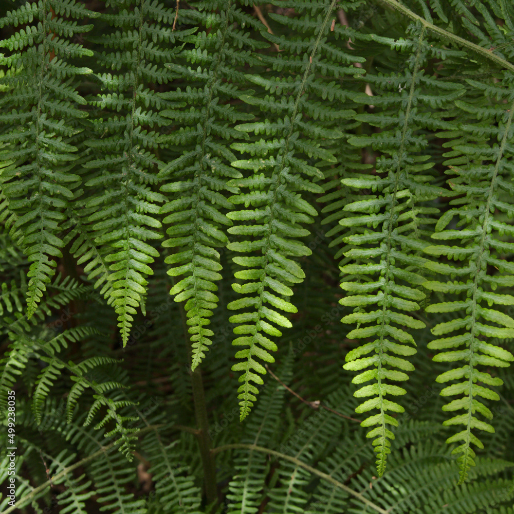 Green fresh fronds of fern natural macro floral background
Green fresh fronds of fern natural macro floral background
