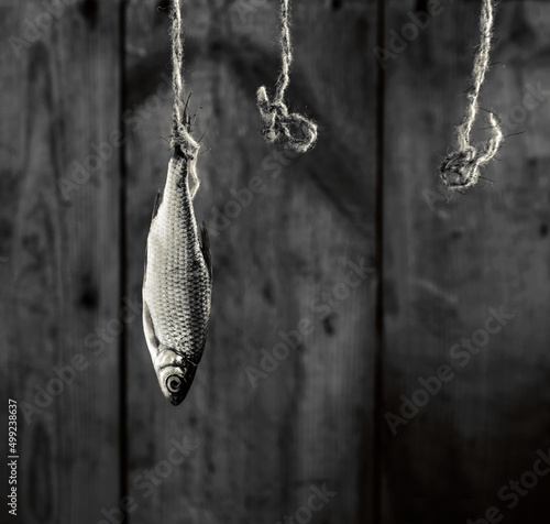 River fish hangs on rope and two ropes side by side on black background