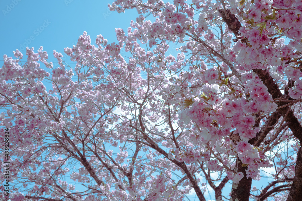 桜と綺麗な青空のバック 桜と綺麗な青空のバック