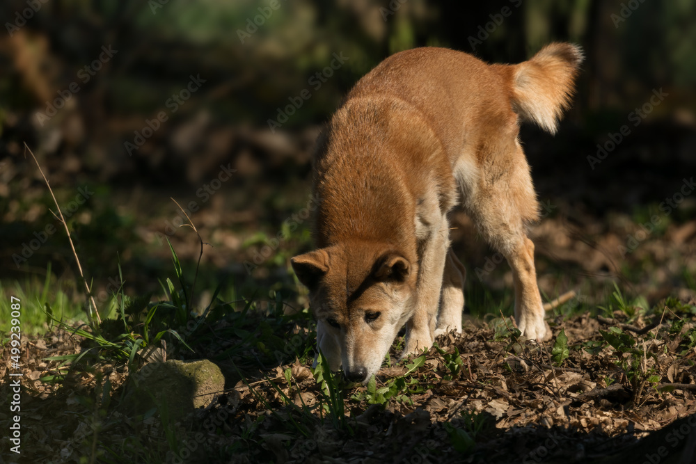 New Guinea Singing Dog - Canis lupus hallstromi, beautiful rare wolf from the New Guinea Highlands forests, New Guinea. New Guinea Singing Dog - Canis lupus hallstromi, beautiful rare wolf from the New Guinea Highlands forests, New Guinea.