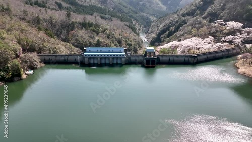 Wallpaper Mural 大野ダム満開の桜と美しいダム湖をドローンで空撮 Torontodigital.ca