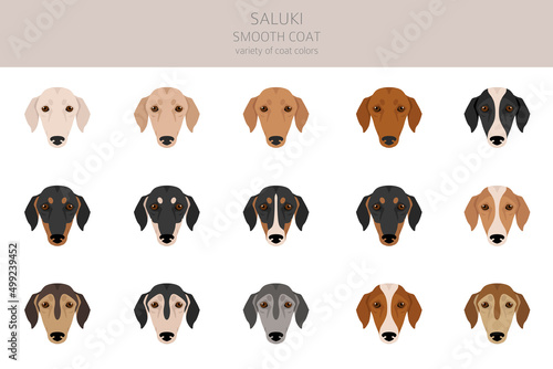 Valokuva Saluki smooth coated clipart. Different poses, coat colors set