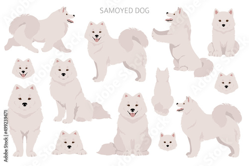 Samoyed dog clipart. Different poses, coat colors set