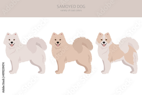 Samoyed dog clipart. Different poses, coat colors set