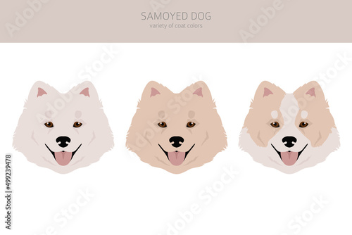 Samoyed dog clipart. Different poses, coat colors set