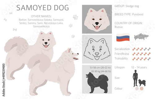 Samoyed dog clipart. Different poses, coat colors set