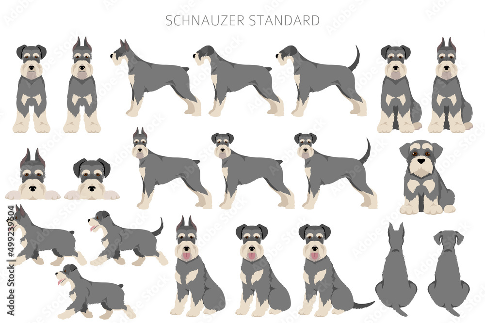 Schhnauzer Standard clipart. Different poses, coat colors set