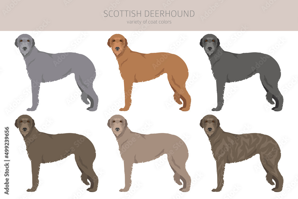 Scottish deerhound clipart. Different poses, coat colors set