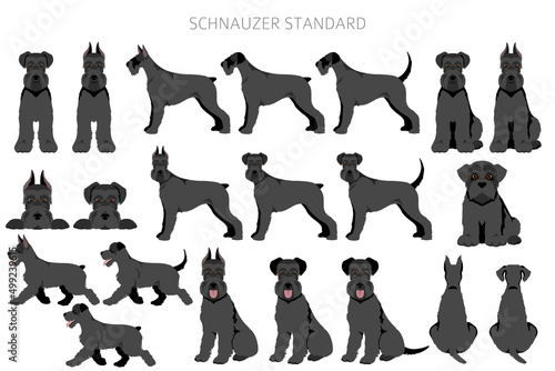 Schhnauzer Standard clipart. Different poses, coat colors set