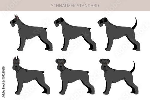 Schhnauzer Standard clipart. Different poses, coat colors set
