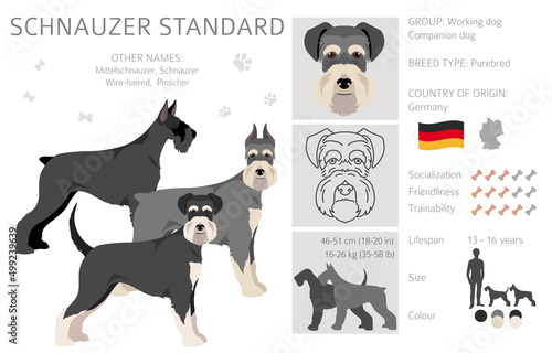Schhnauzer Standard clipart. Different poses, coat colors set