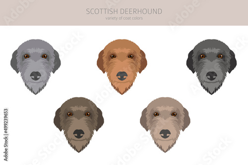 Scottish deerhound clipart. Different poses, coat colors set