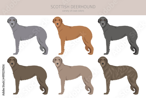 Scottish deerhound clipart. Different poses  coat colors set