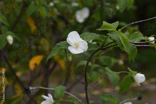 Jet bead (Rhodotypos scandens) flowers. Rosaceae deciduous shrub. White flowers bloom from April to May, and four shiny black fruits remain until spring. photo