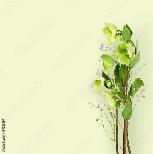 Flowers of Hellebore and pi...