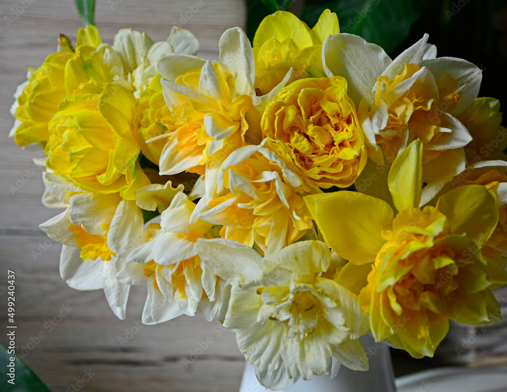 żółte narcyzy w wazonie (Narcissus), Wielkanoc,  wielkanocna dekoracja, wiosenne kwiaty, Easter decoration, bouquet of narcissus,  daffodils in a white vase, bouquet of yellow daffodils.	 - obrazy, fototapety, plakaty 