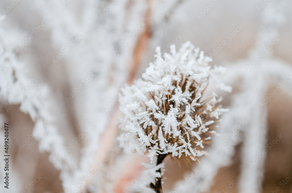 Frozen plants in the fall. The first frost on dry meadow plants. Frozen plants in the fall. The first frost on dry meadow plants.