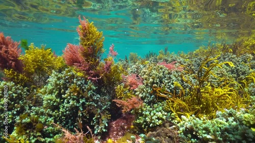 Ripples of colorful algae and water surface underwater, Atlantic ocean seaweeds, Spain, Galicia photo