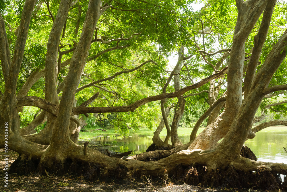 Tropical mangrove at Wilpattu national park, Sri Lanka Tropical mangrove at Wilpattu national park, Sri Lanka