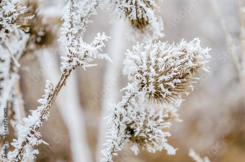 Frozen plants in the fall. The first frost on dry meadow plants. © caocao191
