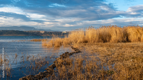 Water plants by the lake. Plants in the lake  yellow reeds on Lake. Nature. Tbilisi