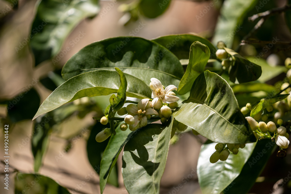 Fototapeta premium a branch of orange blossoms