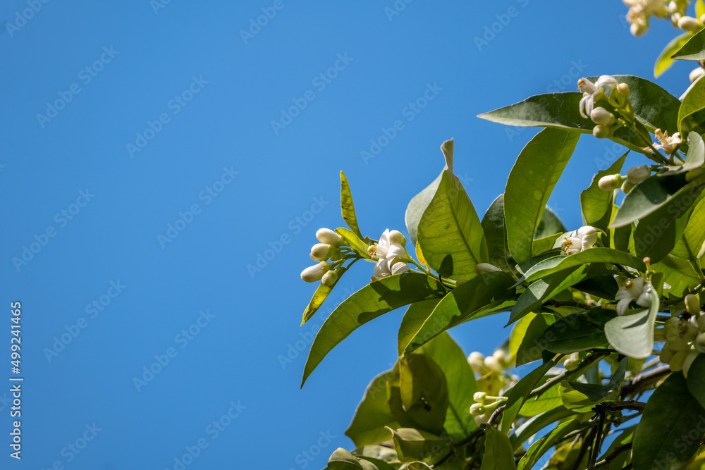 branch of a blossoming tree branch of a blossoming tree