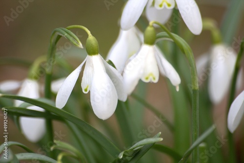 snowdrop flowers in the snow