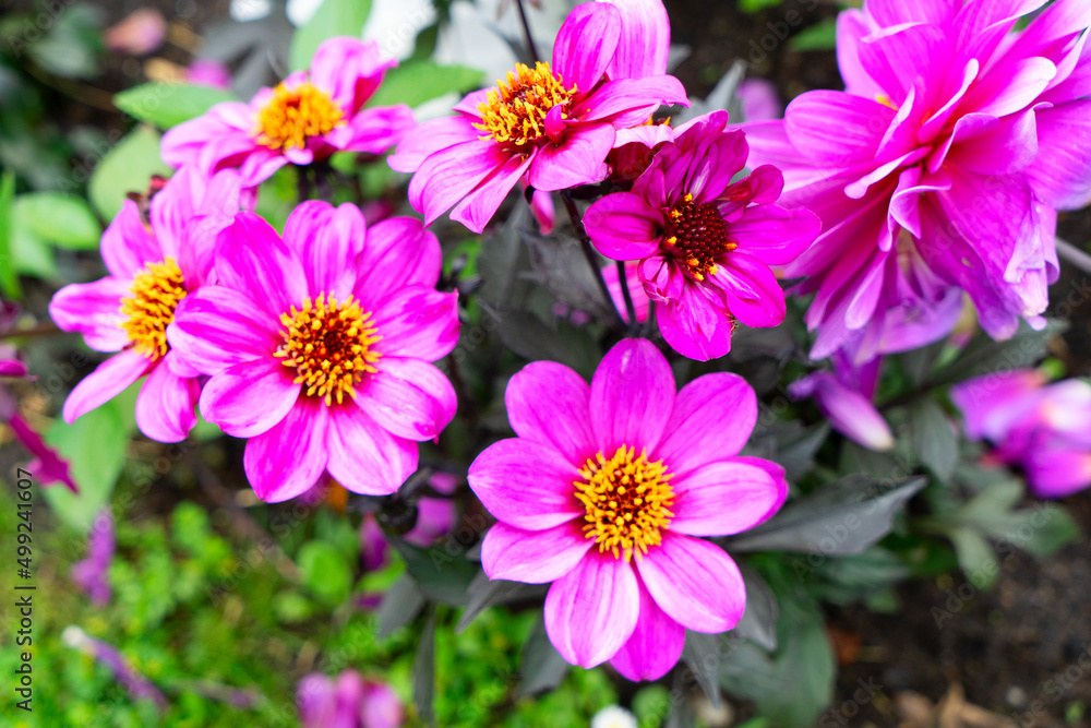 Obraz premium dahlia flowers summer background