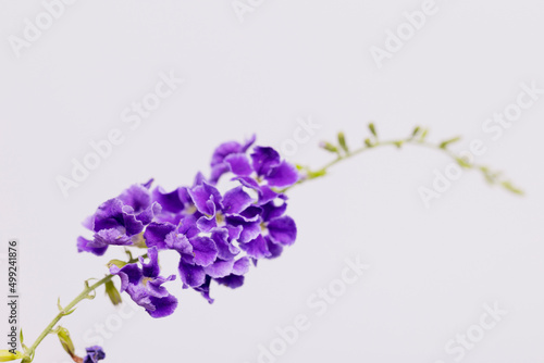 Purple flower against a white background