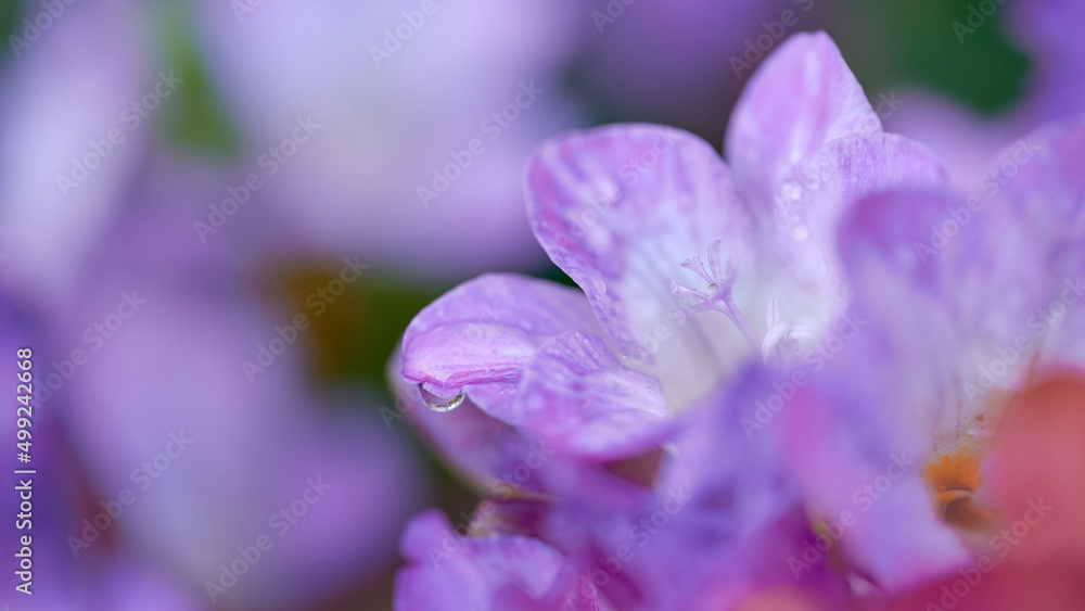 Close-up with stamen and water drop of purple Freesia flower and unfocused background