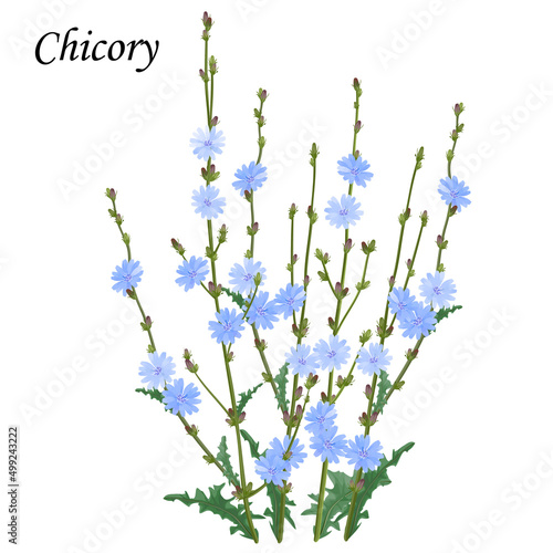 Blooming chicory bush with blue flowers, realistic vector illustration.