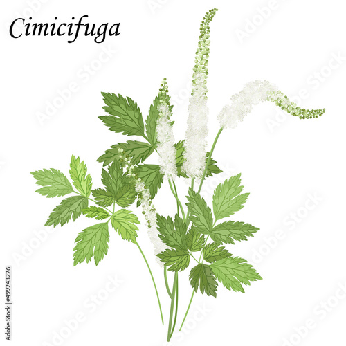 Сohosh (Cimicifuga) with white flowers, realistic vector illustration.