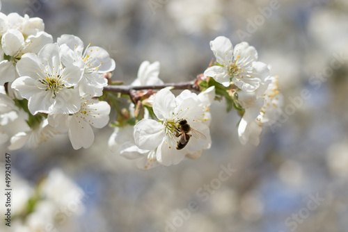 cherry blossom in spring with bee