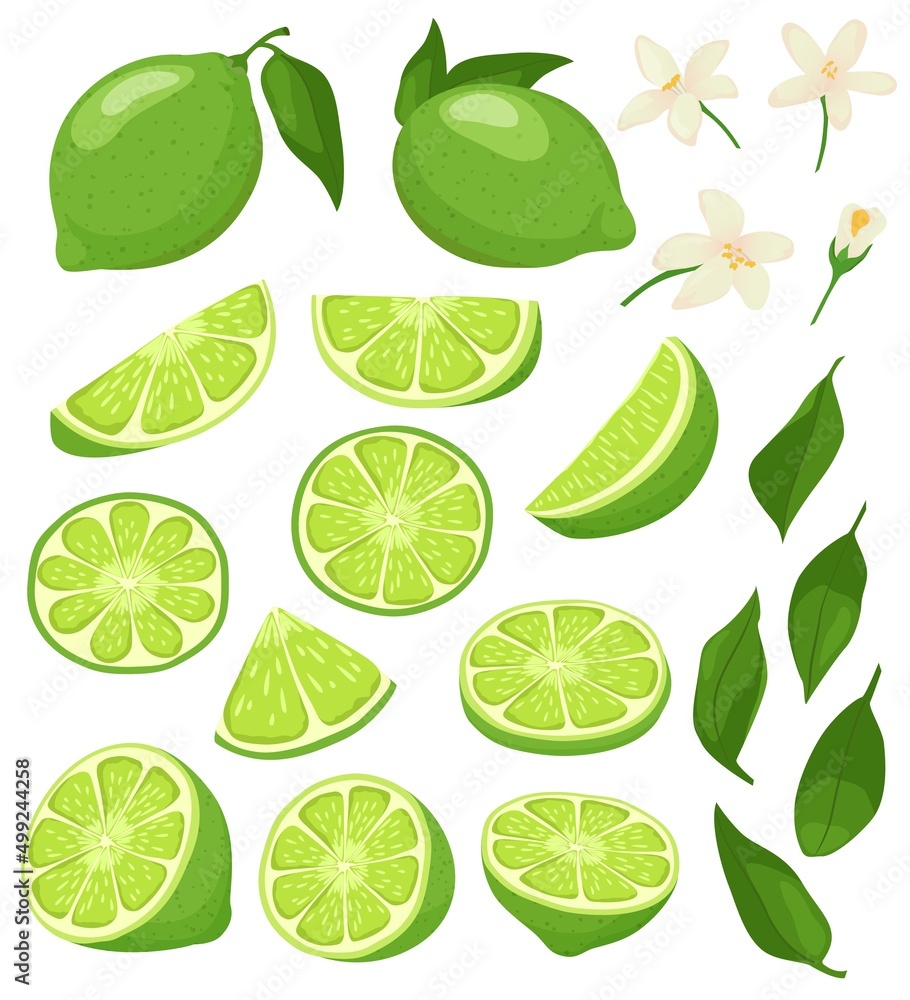 Cartoon lime. Green citrus with blossom, sliced limes and sour summer fruit vector illustration set