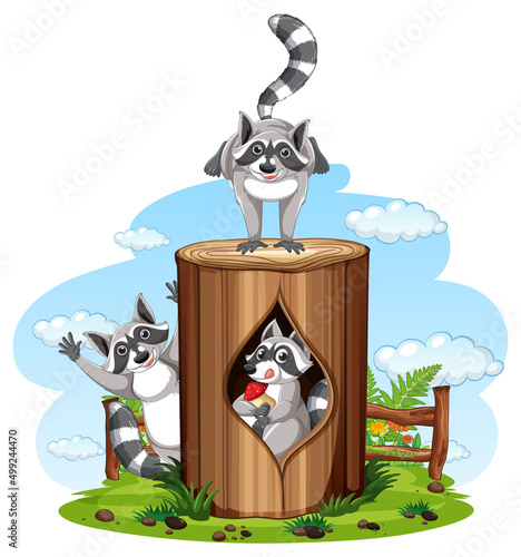 Three raccoons playing in the park