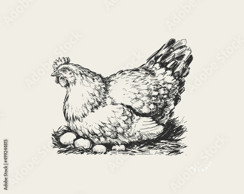 Chicken in the Nest. Organic. Fresh. Farm. Eggs packaging design concept. Sketch Vector Hand drawn Illustration