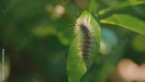 caterpillar on a leaf